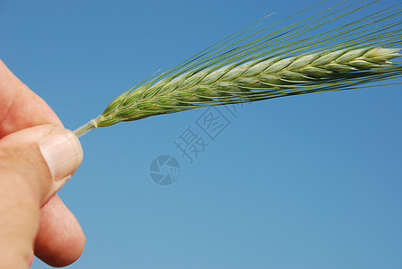 大麦的一个字段耳朵生长农场谷物收成农业灌浆粮食植物绿色图片