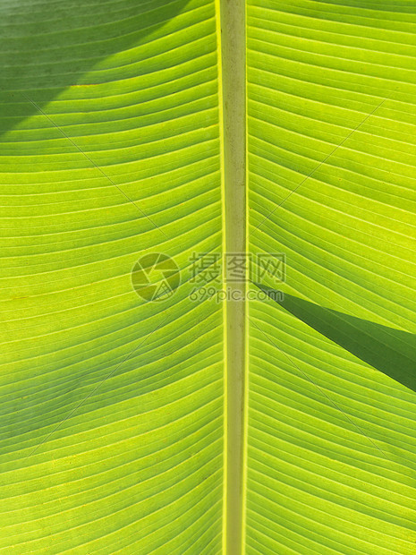 香蕉叶生长静脉叶绿素植物树叶香蕉光合作用植物学阴影叶子图片