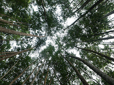 树树视图热带天篷树干叶子绿色森林丛林生长生态环境图片