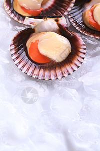 Raw Queen 冰上的扇贝海洋照片鱼子宏观美味贝类食物贝壳海鲜美食图片
