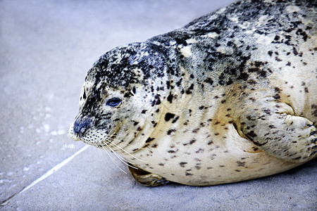 港湾海豹动物胡须地面斑点港口说谎动物园水族馆脚蹼海洋图片