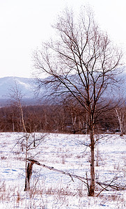 风景大路天气气候场地农村孤独降雪小路车道季节图片