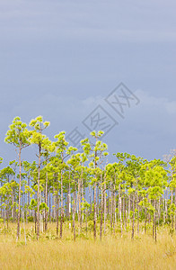 Everglades国家公园 美国佛罗里达州沼泽地外观世界风景植物植物群自然保护区植被旅行沼泽图片