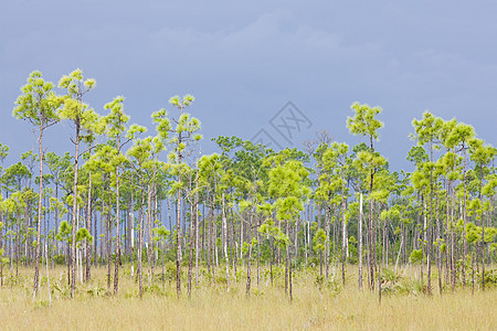 Everglades国家公园 美国佛罗里达州沼泽旅行自然保护区植物群沼泽地外观植被风景世界植物图片