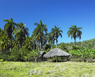 古巴省国家议会棕榈世界热带风景小屋植被树木外观手掌植物学图片