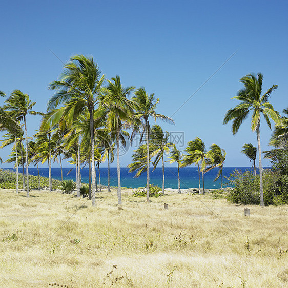 古巴Holguin省植物学植物棕榈旅行支撑海洋外观树木植物群风景图片