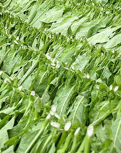古巴省烟草收获种植园烘干叶子外观树叶收成农村农作物背景农场图片