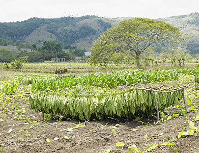 古巴省烟草收获世界农作物场地乡村烘干烟草业绿色种植园外观农业图片