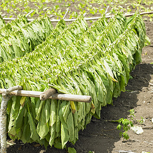 古巴省烟草收获位置叶子外观农作物植物场地收成绿色烟草业乡村图片