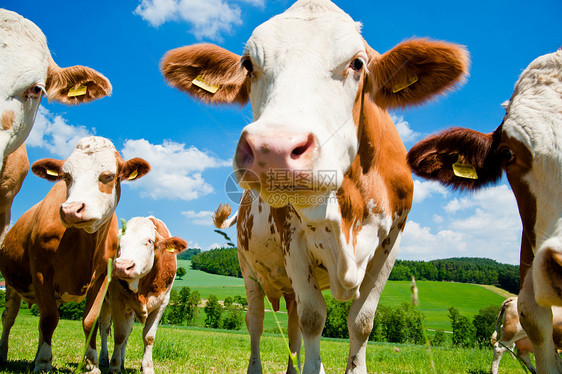 模拟奶牛图片