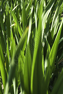 绿色背景蓝色叶子草本植物插图生长植物学草地反射树叶气泡图片
