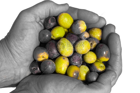 不少成熟的橄榄美食水果杯子食物采摘黑白产品农场杯状收获图片