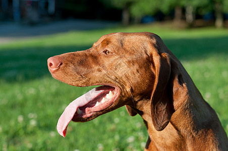 Vizsla Dog 的剖面肖像图片