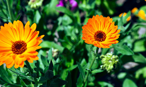 Calendula 计算元盘植物万寿菊生长金盏花弹簧花园园艺花瓣草地绿色图片