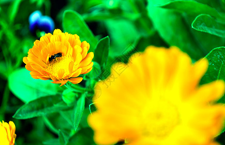 Calendula 计算元盘叶子宏观植物弹簧绿色草地园艺花瓣金盏花橙子图片