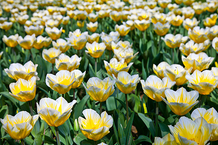 Tulips  雅普根品种叶子花瓣植物群阳光季节植物场地公园花园栽培图片