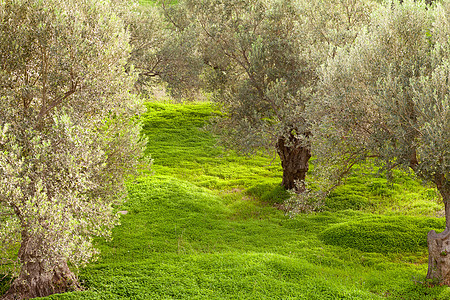 橄榄树林区植物木头树木三叶草种植园树林国家食物生产树干图片