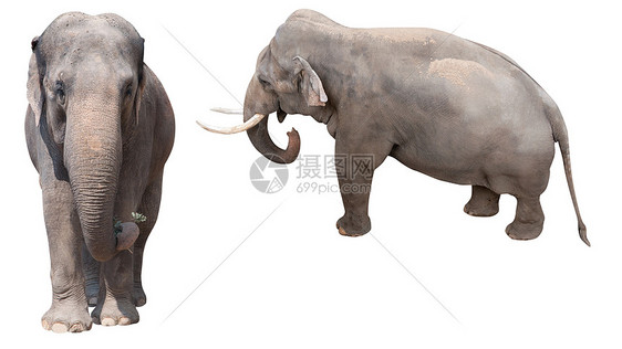 非洲非洲大象荒野动物白色哺乳动物野生动物图片