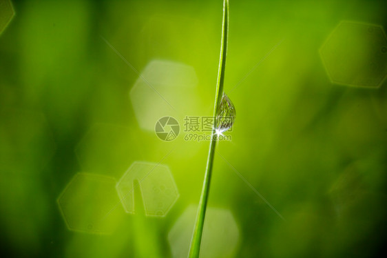 鲜湿绿草密闭图片