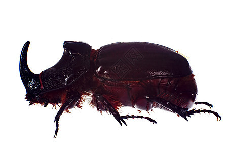 Rhinoceros 甲虫 在白色背景上被孤立图片