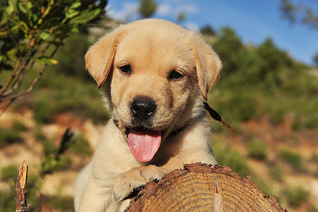 小狗拉布拉多检索器婴儿宠物木头动物犬类图片