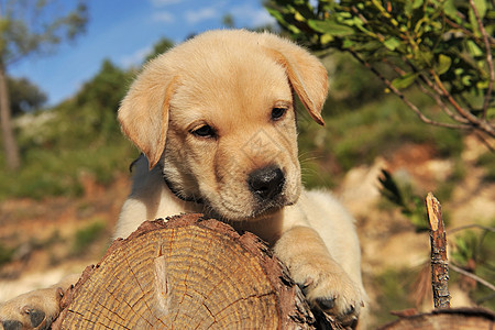 小狗拉布拉多检索器木头宠物动物婴儿犬类图片