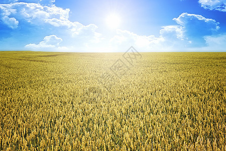 夏日小麦太阳图片