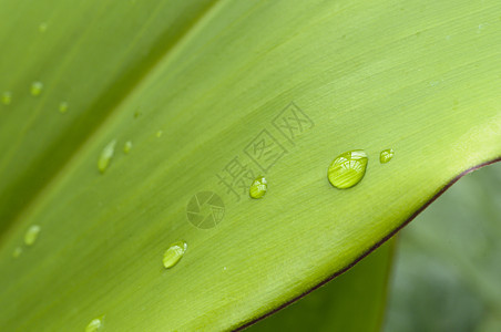 降雨宏观绿色叶子水滴植物花园图片