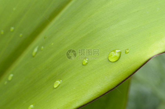 降雨宏观绿色叶子水滴植物花园图片