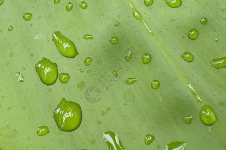 降雨叶子水滴植物宏观花园绿色图片