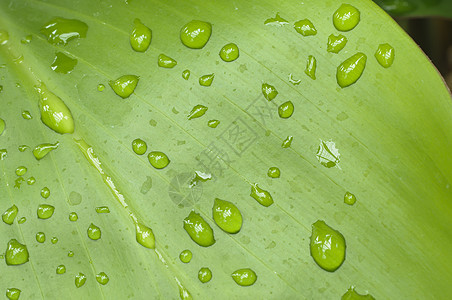降雨花园宏观植物水滴绿色叶子图片
