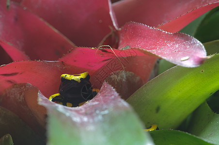 黑色和黄黑有毒青蛙黄色白斑病热带红色植物森林绿色背景图片