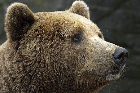 男性棕熊棕色毛皮爪子动物园图片