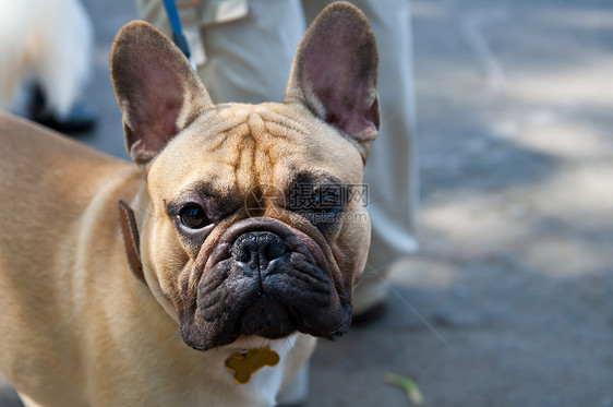 法国斗牛犬毛皮宠物斗牛犬哺乳动物犬类眼睛图片