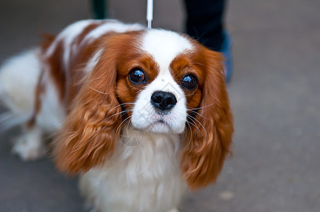 查尔斯斯帕尼尔国王眼睛猎犬犬类哺乳动物宠物血统毛皮动物图片