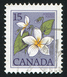 邮票叶子集邮信封中提琴植物群植物古董紫色心形海豹图片