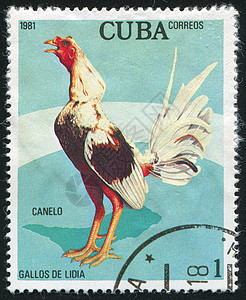 邮票羽毛明信片海豹鸟类农业动物历史性家禽动物群集邮图片