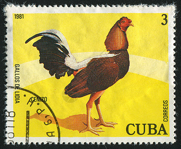 邮票邮戳农业动物海豹鸟类动物群尾巴历史性梳子邮资图片