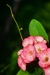 圣灵之冠植物灌木花朵叶子红色绿色地面棕色水滴肉质背景图片