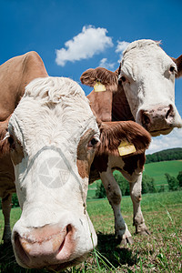 两只奶牛棕色动物闲事哺乳动物鼻子家畜农场乡村牧场草地图片