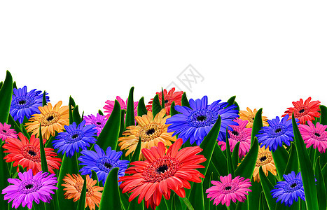 田野中的花朵多彩的菊花     春季背景宏观植物学花束雏菊场地花粉生长礼物美丽乐趣图片