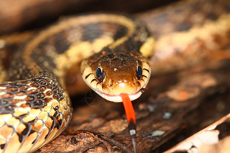 Garter 蛇泰姆诺斐斯生活沙蚕科学野生动物袜带疱疹爬虫动物环境生物学图片