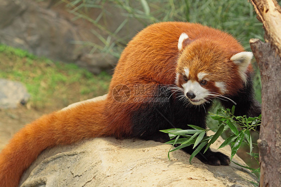 红熊猫生物森林竹子公园野生动物富根动物树干生活哺乳动物图片