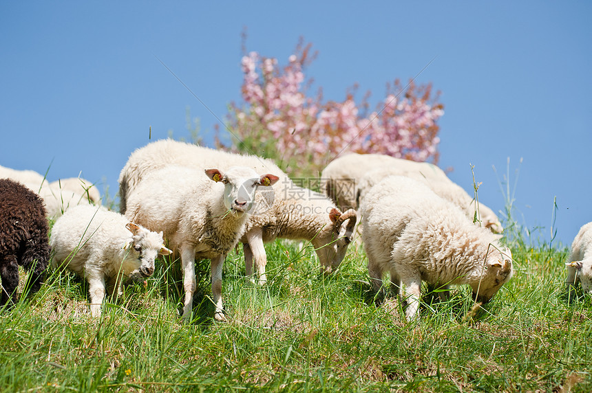 牛羊动物环境蓝色白色哺乳动物季节水平家畜团体天空图片
