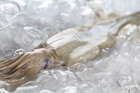 Raw 冰上的鱼皮触手头足类鱿鱼动物手臂食物水平冷藏美味美食图片