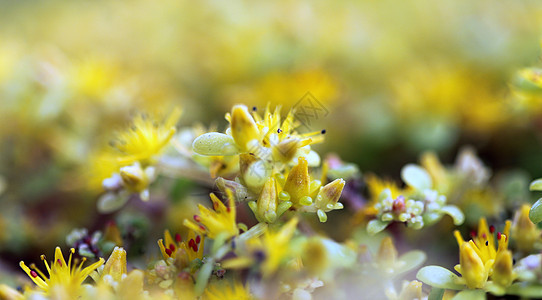 黄色 sedum花蜜生长花瓣植物学宏观花园地面植物群花粉雄蕊图片