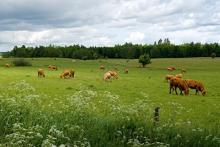在绿草地上的牛农村轿车动物乡村农场奶牛家畜图片