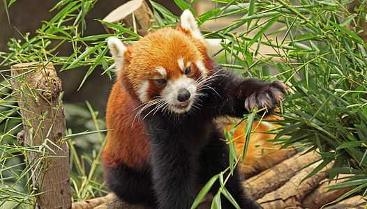 红熊猫野生动物哺乳动物狐狸生物富根动物树干公园动物园生活图片