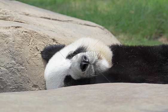 睡觉熊猫长笛荒野环境衬套濒危竹子幼兽动物园牙齿乐器图片