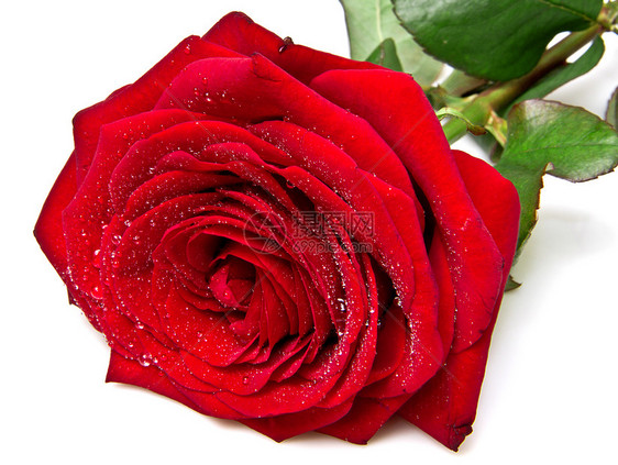红玫瑰红色水平花瓣礼物绿色花园季节玫瑰白色框架图片